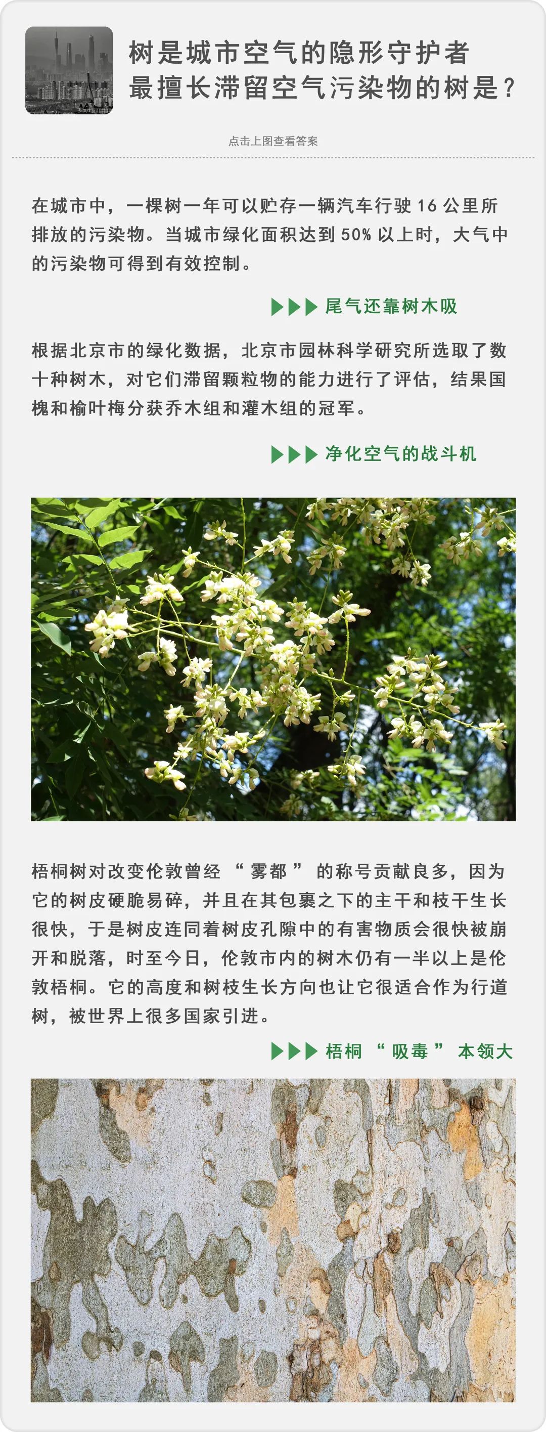 致富经种树的创业项目_种树致富经_种植什么树致富快