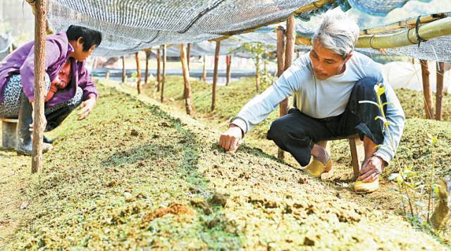 牛耳枫种子多少钱一斤_牛耳枫种植致富_牛耳枫树