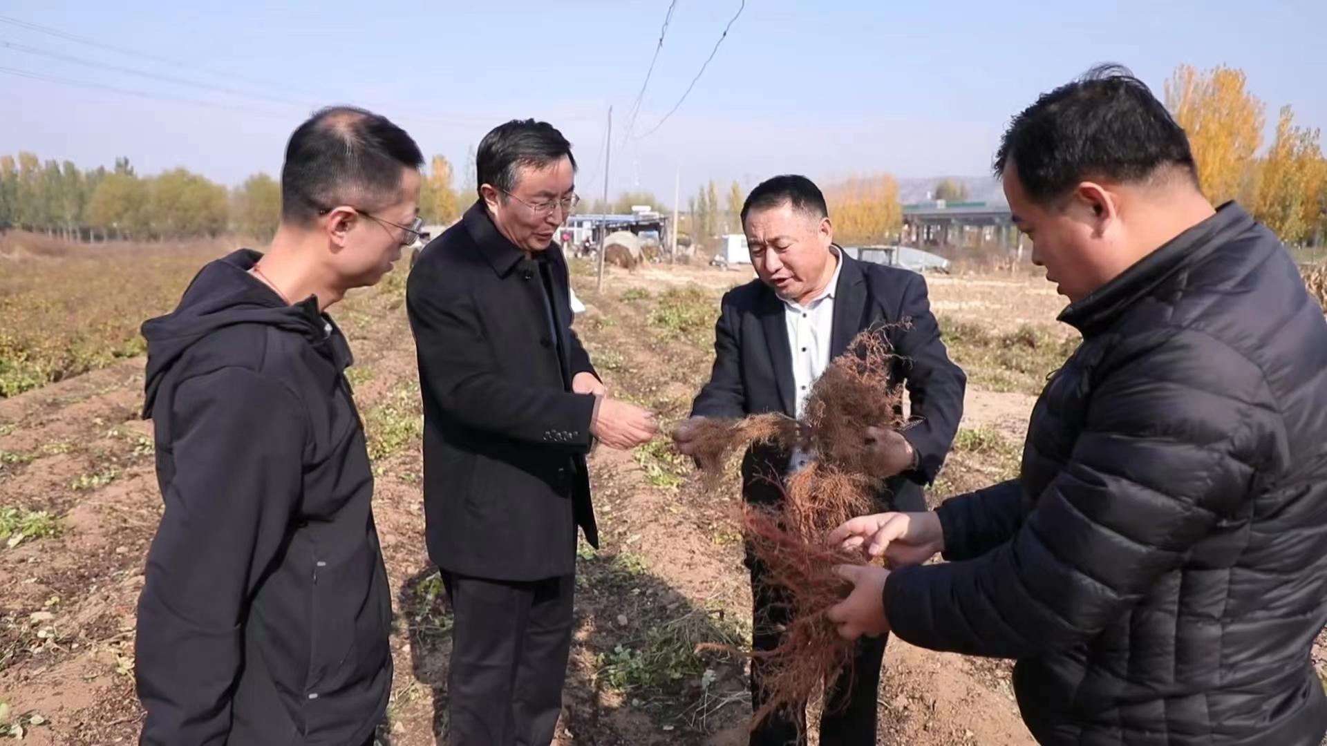 山东新泰：“小药材”撑起增收致富“大产业”