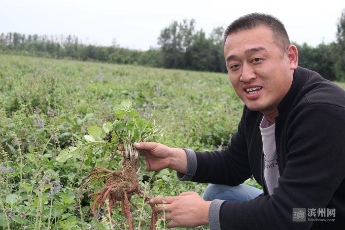 高产种植山东丹参技术规程_山东种植丹参亩产多少斤_山东丹参高产种植技术