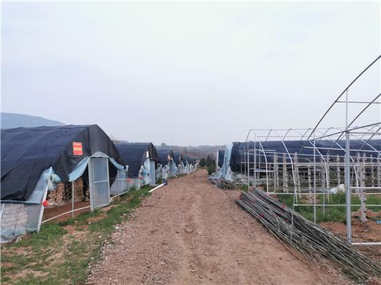 （常门村蘑菇种植规模不断扩大，不少村民都开始建棚种植蘑菇）