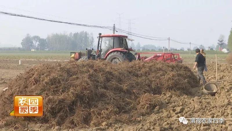 高产种植山东丹参技术要求_丹参种植户_山东丹参高产种植技术