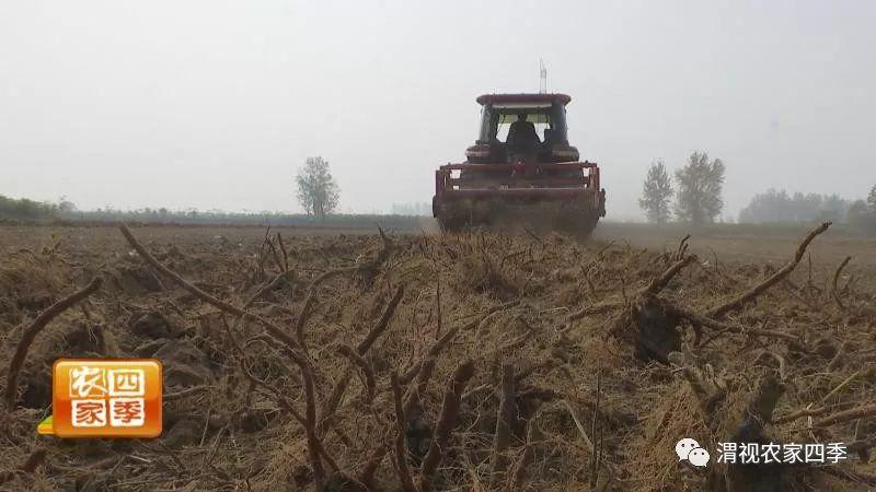 丹参种植户_高产种植山东丹参技术要求_山东丹参高产种植技术