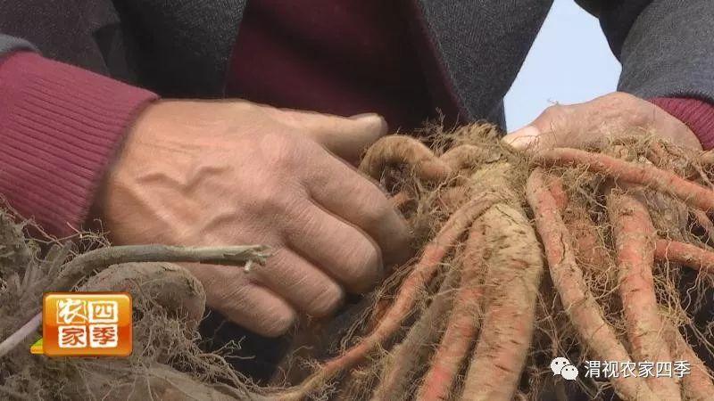 高产种植山东丹参技术要求_山东丹参高产种植技术_丹参种植户