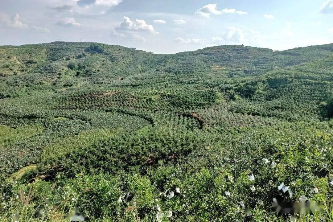 种石榴赚钱吗_石榴种植利润和成本_石榴种植致富项目