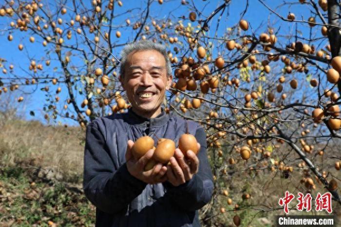 （乡村行·看振兴）豫西深山野果变身致富“金果”