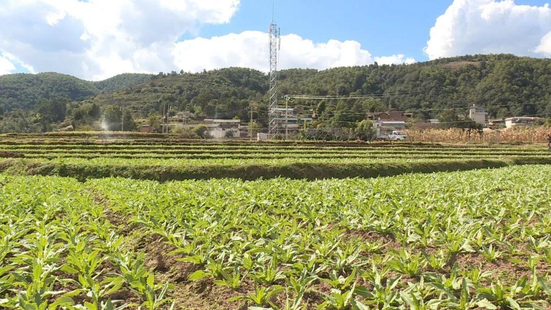 农民种植致富_农村种植赚钱+致富_农村致富种植好项目