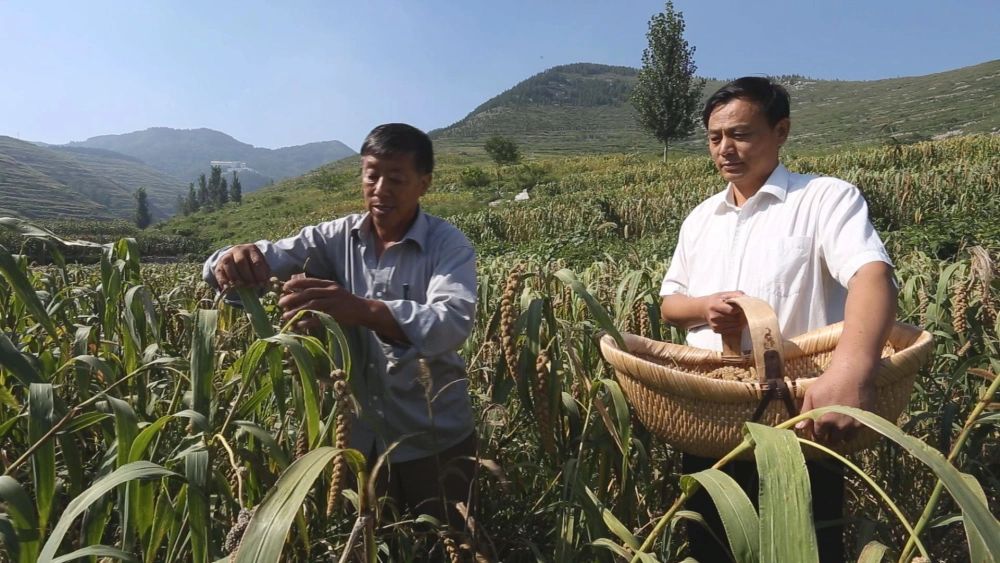 种石榴赚钱吗_石榴种植致富项目_致富石榴种植项目怎么样