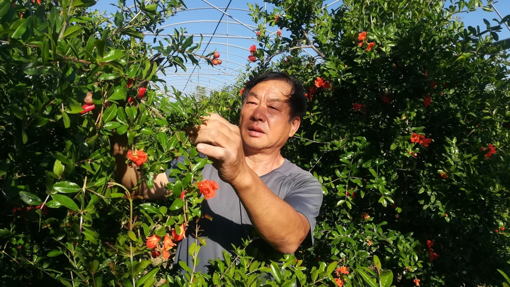 致富石榴种植项目怎么样_种石榴赚钱吗_石榴种植致富项目