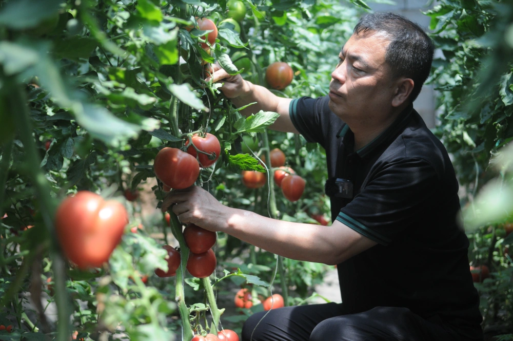 石榴种植致富项目_种石榴赚钱吗_致富石榴种植项目怎么样