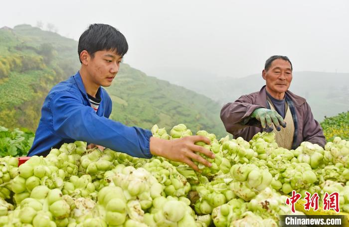 “中国榨菜之乡”重庆涪陵72万亩青菜头全面砍收