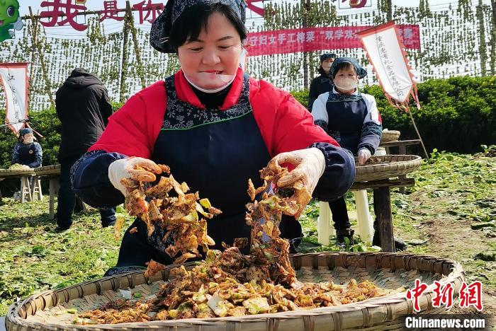 当地民众正在地里制作榨菜。　黄河 摄