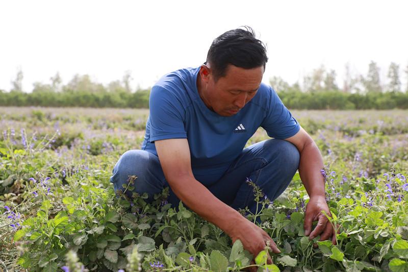 丹参种植为乡村振兴开出“新药方”