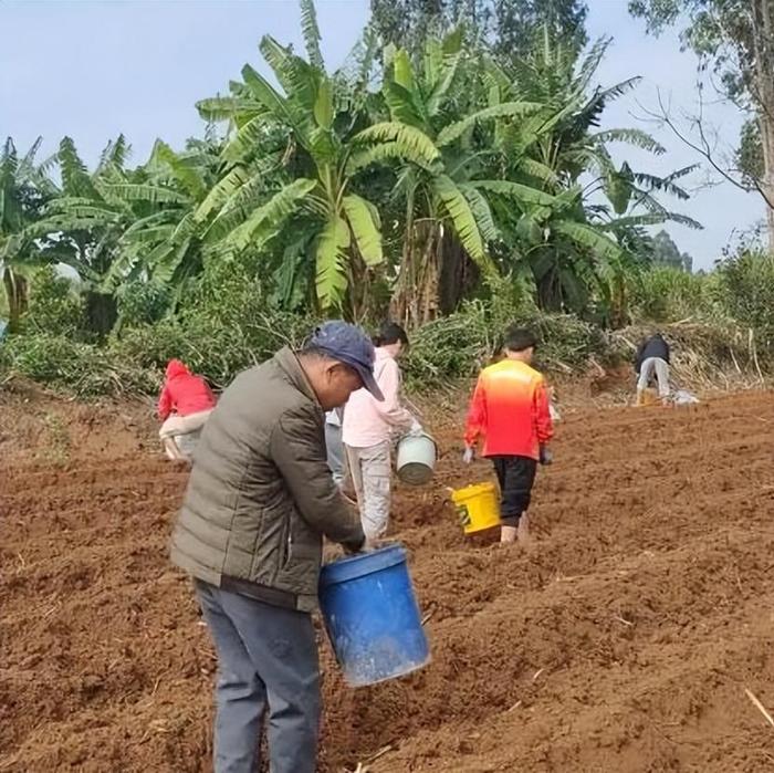 种植甘蔗致富新闻_致富经甘蔗种植视频_央视甘蔗种植技术