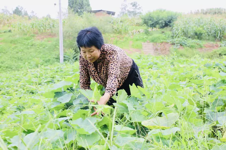 带动上百人加入专合社 她成了村里的致富带头人