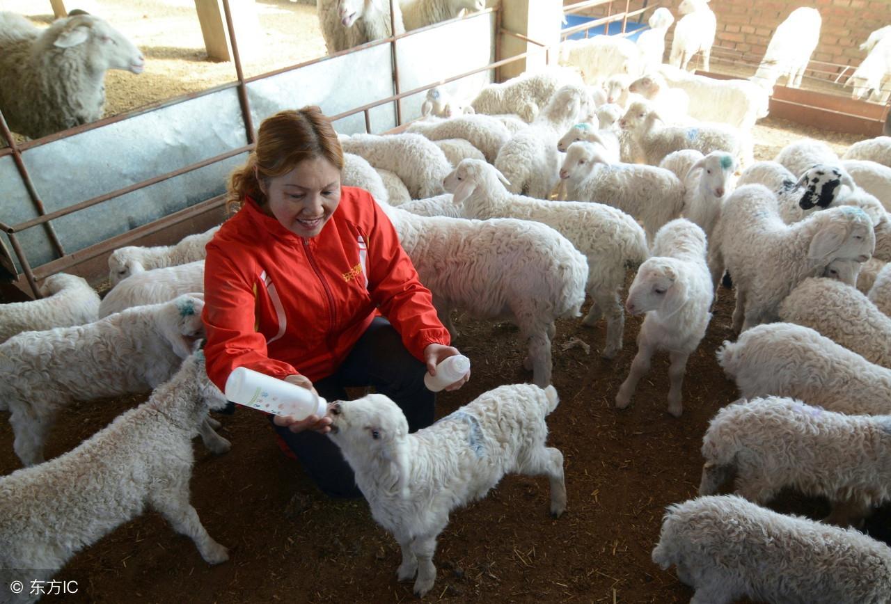 致富养殖肉羊赚钱吗_肉羊养殖效益_致富经关于养殖肉羊的