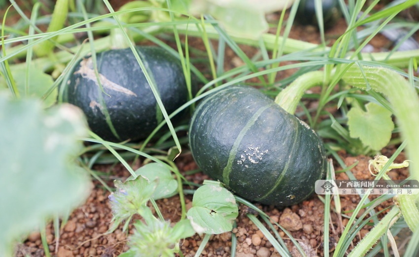 种植南瓜尖致富_南瓜尖高产栽培技术_种植南瓜尖致富视频