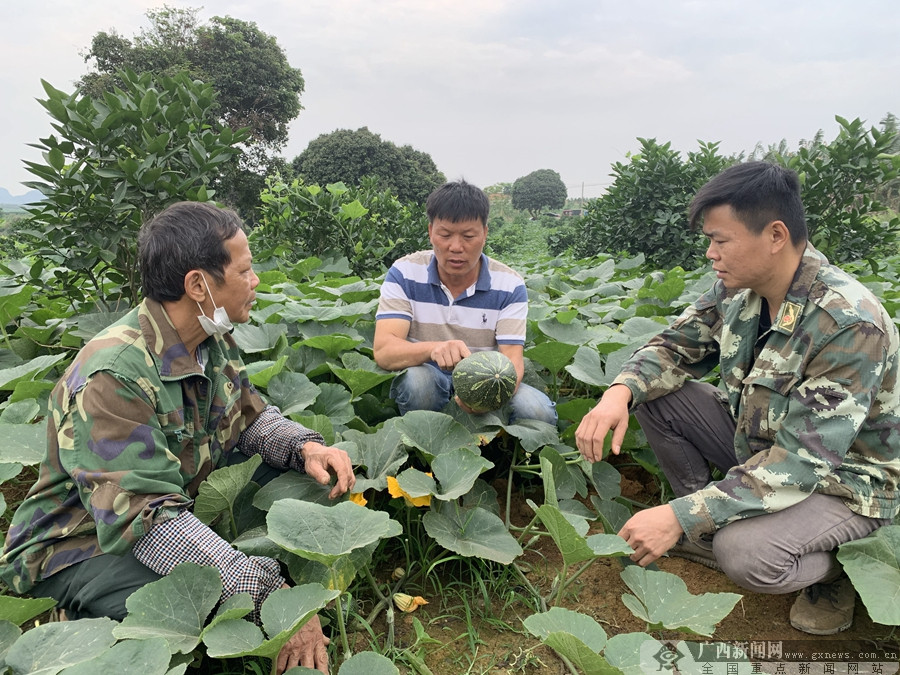 种植南瓜尖致富视频_南瓜尖种植与利润_种植南瓜尖致富