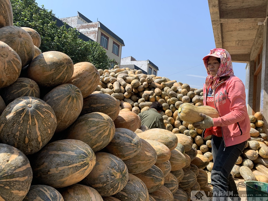 南瓜尖种植与利润_种植南瓜尖致富视频_种植南瓜尖致富