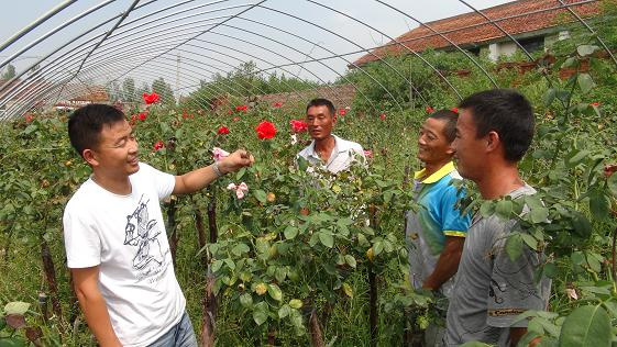 张运兵：带动村民种植花卉苗木奔向致富路