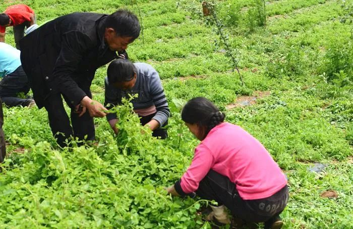 党参露头覆膜规范化栽培技术！对环境条件的要求