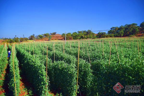 弥勒适合种植什么_云南弥勒高原特色农业_弥勒农村种植致富