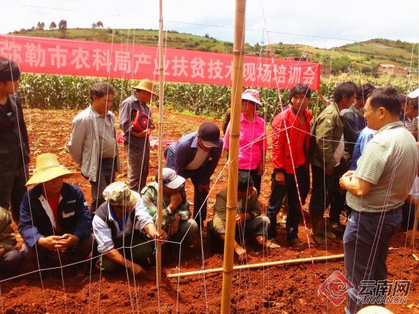 弥勒适合种植什么_云南弥勒高原特色农业_弥勒农村种植致富