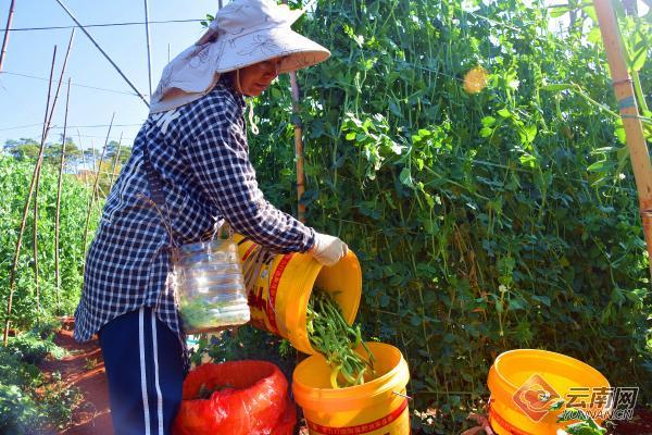 弥勒农村种植致富_弥勒适合种植什么_云南弥勒高原特色农业