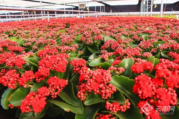 弥勒主要种植作物_弥勒农村种植致富_弥勒市种植结构