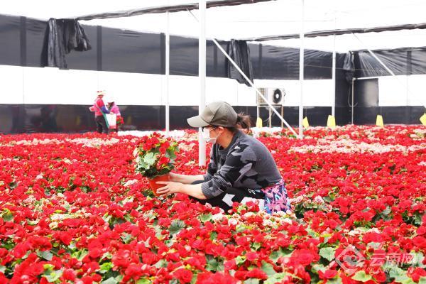 弥勒主要种植作物_弥勒市种植结构_弥勒农村种植致富