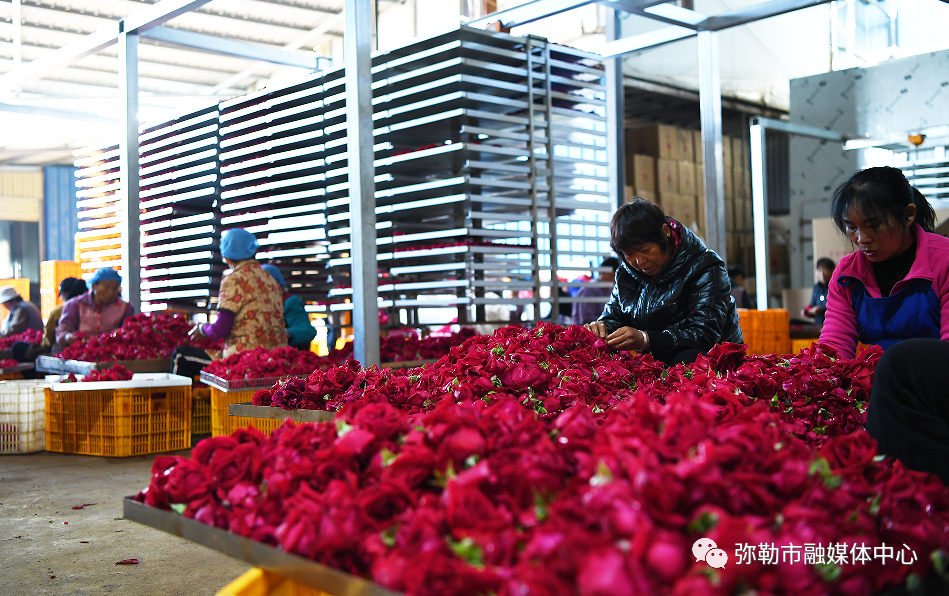 弥勒农村种植致富_弥勒适合种植什么_云南弥勒高原特色农业