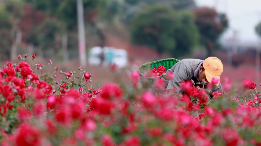 弥勒适合种植什么_弥勒农村种植致富_云南弥勒高原特色农业