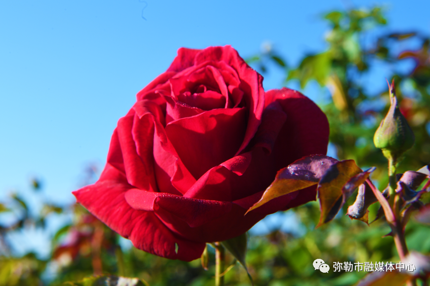 弥勒农村种植致富_弥勒适合种植什么_云南弥勒高原特色农业