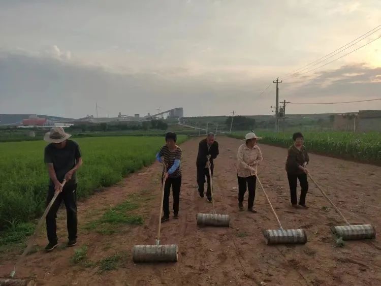 山西柴胡产地价_山西种植柴胡致富_柴胡在山西的旱地亩产量