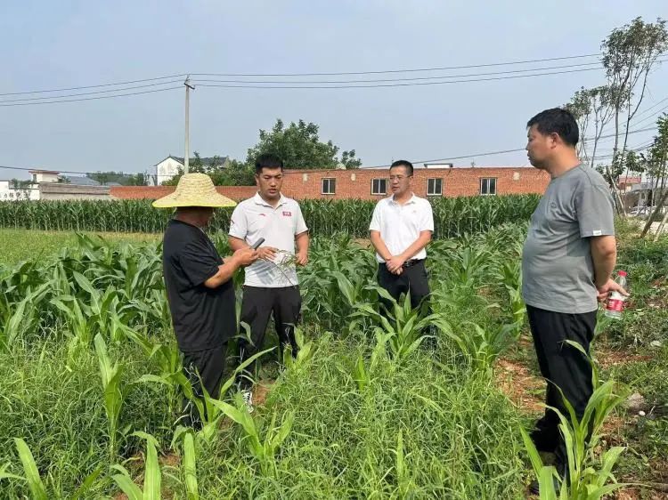 山西种植柴胡致富_山西柴胡产地价_柴胡在山西的旱地亩产量