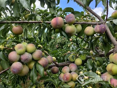 弥勒农村种植致富_弥勒适合种植什么_云南弥勒高原特色农业