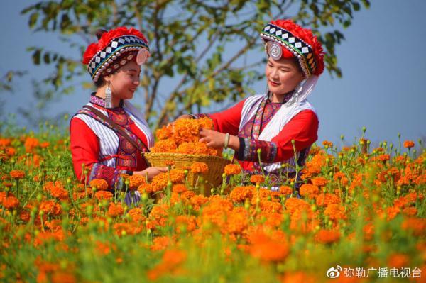 红河弥勒：万寿菊成乡村振兴“致富花”