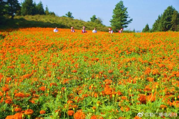 弥勒适合种植什么_弥勒农村种植致富_云南弥勒高原特色农业