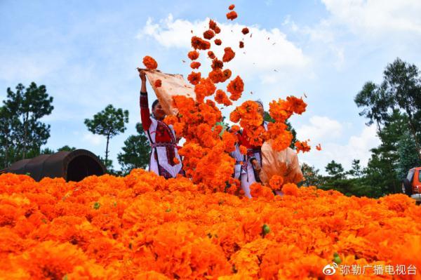 弥勒适合种植什么_云南弥勒高原特色农业_弥勒农村种植致富