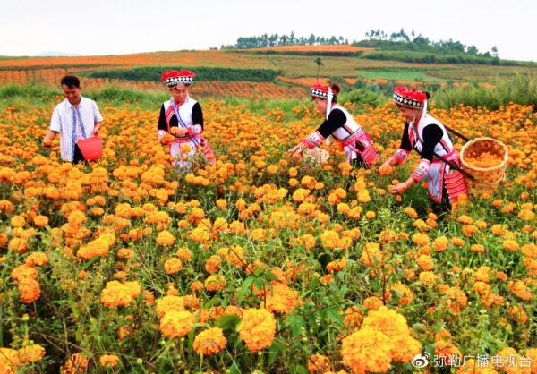 弥勒农村种植致富_弥勒适合种植什么_云南弥勒高原特色农业