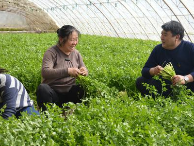 小毛辣西红柿上市时间：宁夏上半年脱水蔬菜出口量再创历史新高