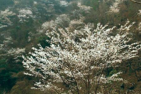 四川省甘孜藏族自治州乡城县野樱桃种子种植技术