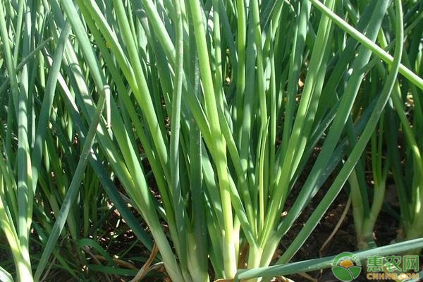 小香茐的种植技术视频_苘香种植_种植香料图片