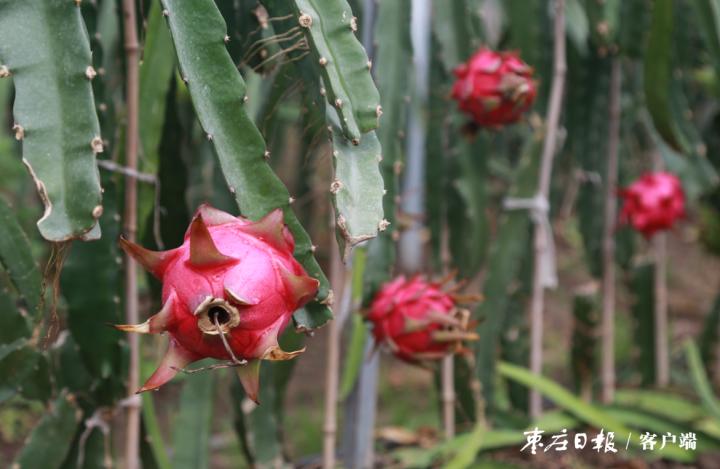 致富大棚种植果火龙果视频_致富经火龙果大棚种植_大棚火龙果树种植条件