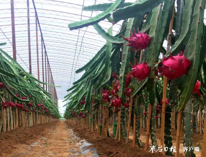 大棚火龙果树种植条件_致富大棚种植果火龙果视频_致富经火龙果大棚种植