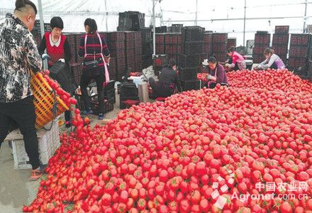 苔韭王病虫害及防治