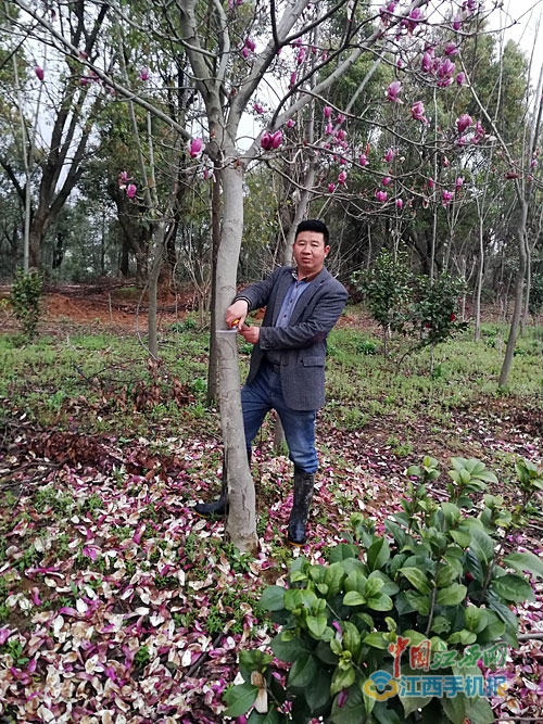 致富苗木种植方案_苗木种植致富_致富苗木种植条件