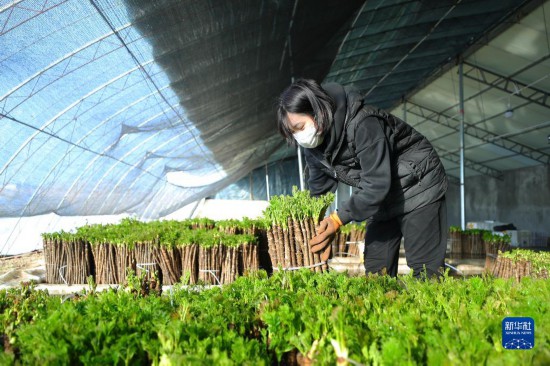 种植什么致富辽宁_辽宁种植什么_辽宁种植作物