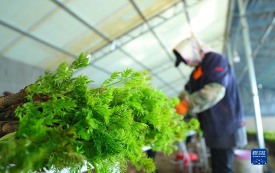 种植什么致富辽宁_辽宁种植什么_辽宁种植作物