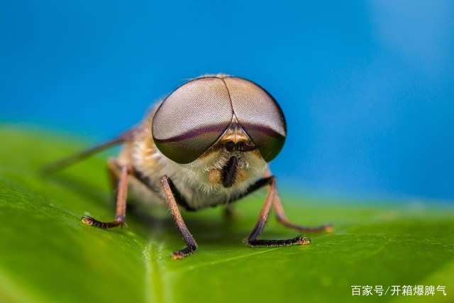 养殖胭脂虫政策法规_胭脂虫养殖致富_养殖胭脂虫挣钱吗